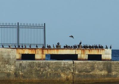 Прикрепленное изображение: bakl.jpg